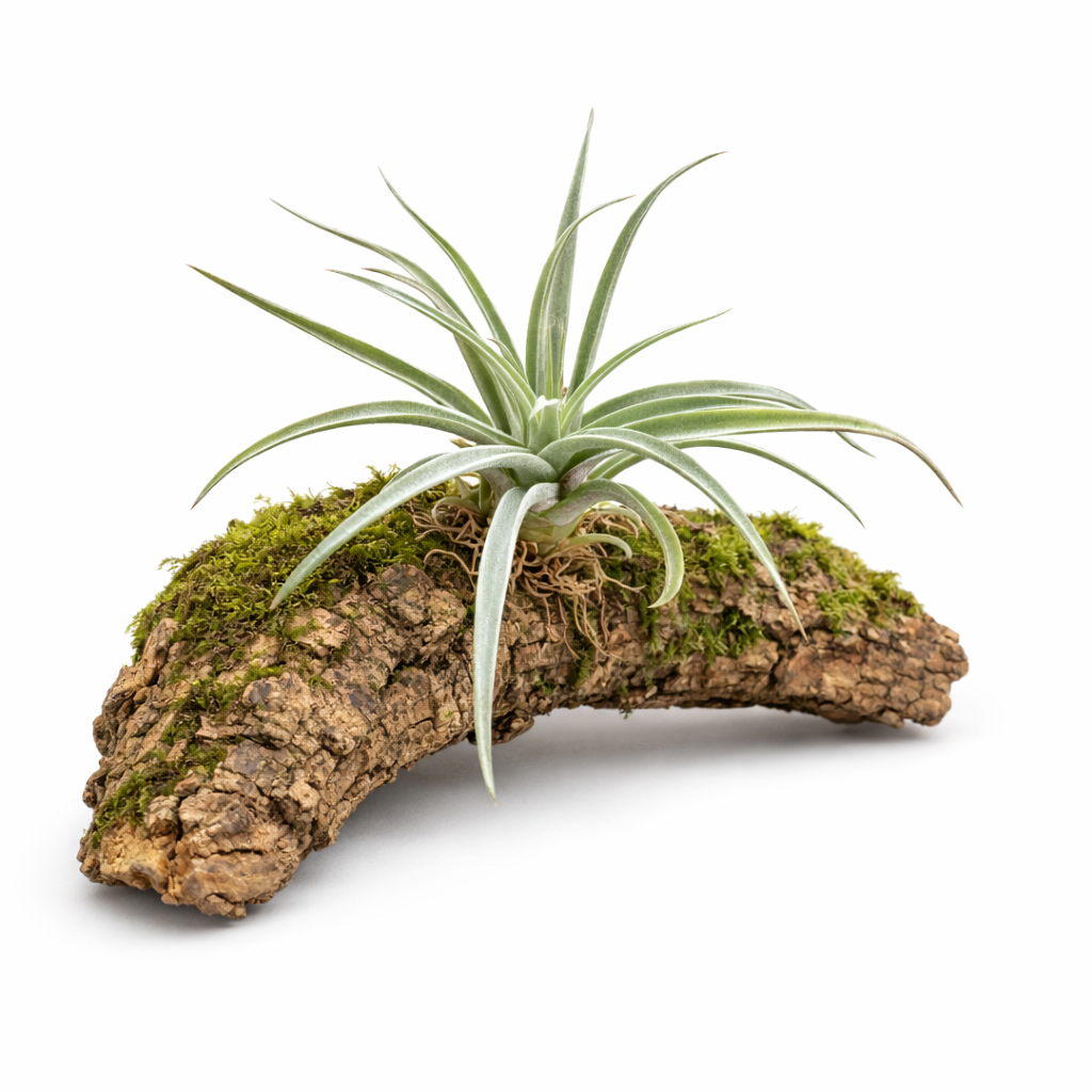 Tillandsia harissi Luftpflanze mit schlanken grünen Blättern auf moosbedeckter Korkrinde präsentiert