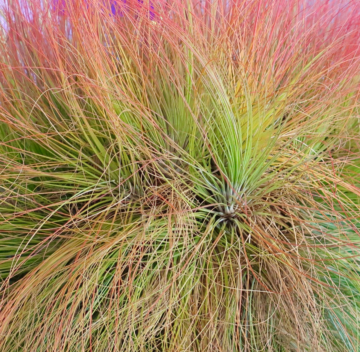 Tillandsia juncea dense tufted air plant with thin, wispy green and reddish leaves