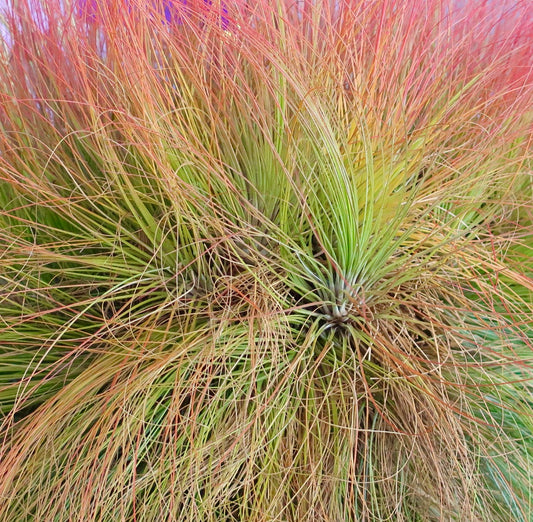 Tillandsia juncea dense tufted air plant with thin, wispy green and reddish leaves