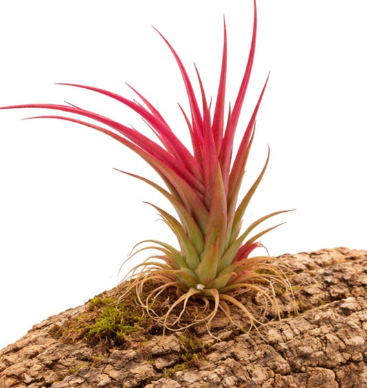 Tillandsia multiflora 'Red' plante aérienne vibrante avec des feuilles à pointe rouge sur une écorce texturée