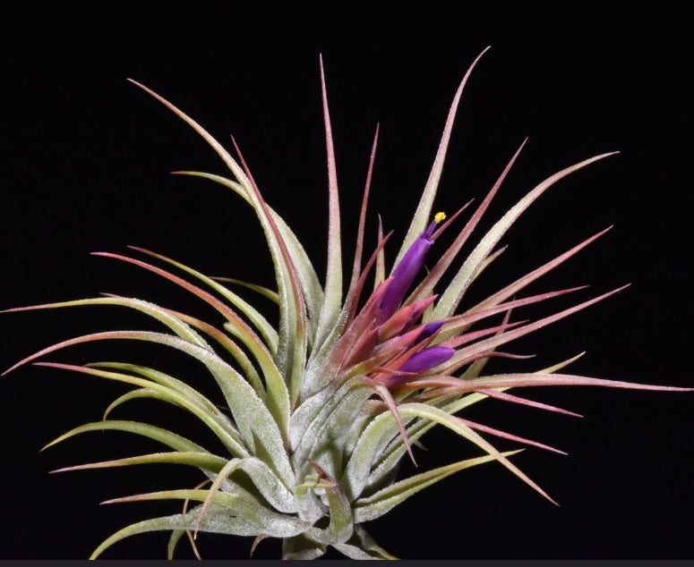 Tillandsia scaposa air plant with slender green leaves and vibrant purple flowers