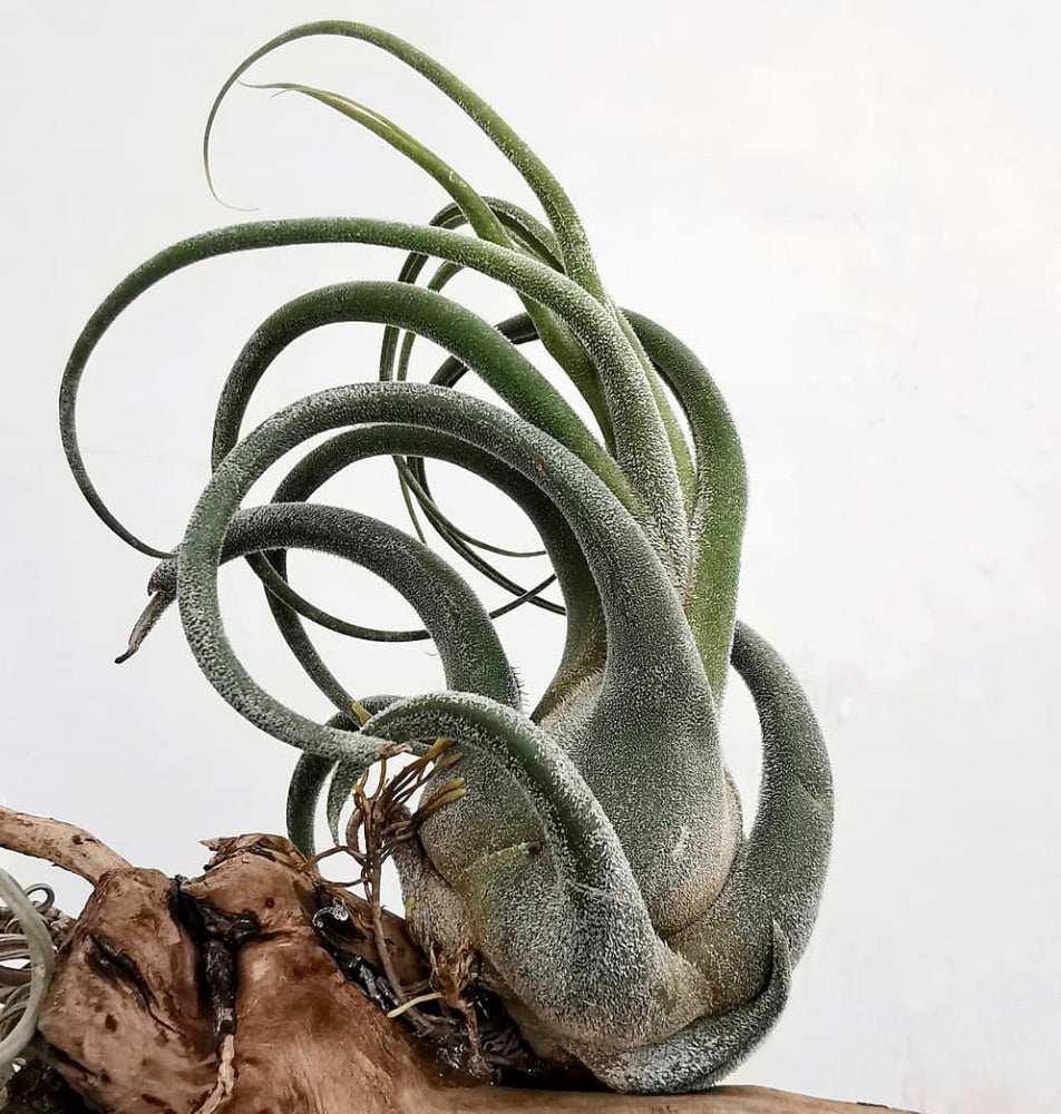Tillandsia seleriana air plant with curly, silvery-green textured leaves on wood base