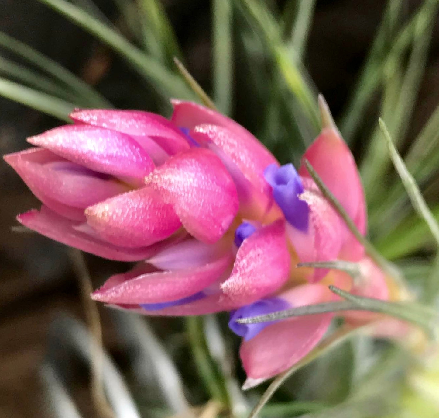 Tillandsia sticta