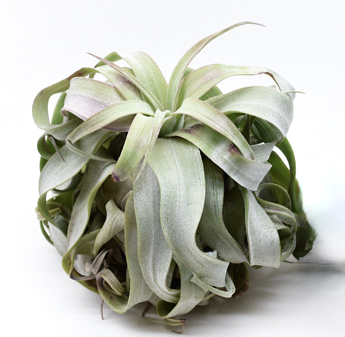 Tillandsia streptophylla air plant with curly, silvery-green leaves and purple accents