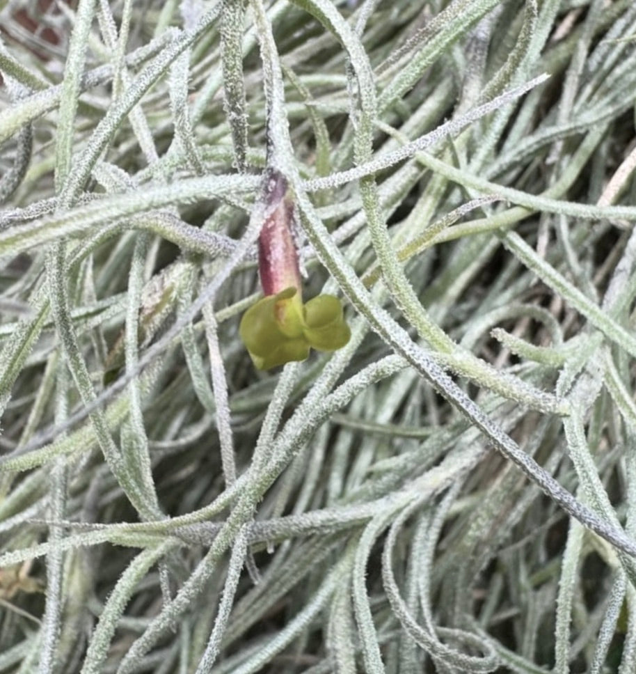 Tillandsia usneoides