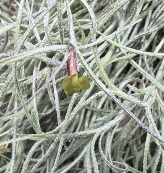 Tillandsia usneoides
