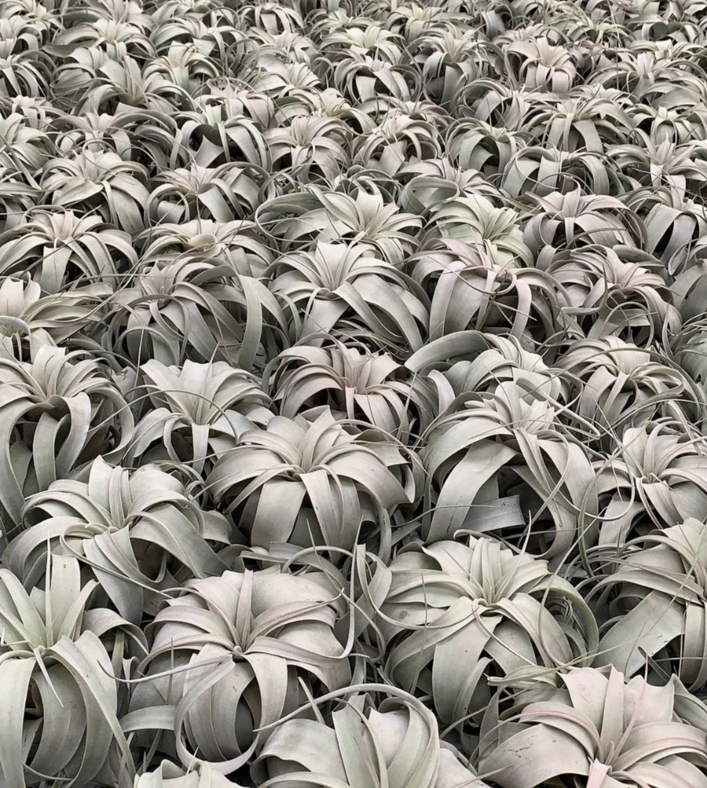 Tillandsia xerographica cluster with large, curly, silvery-gray succulent leaves and thin curling tips