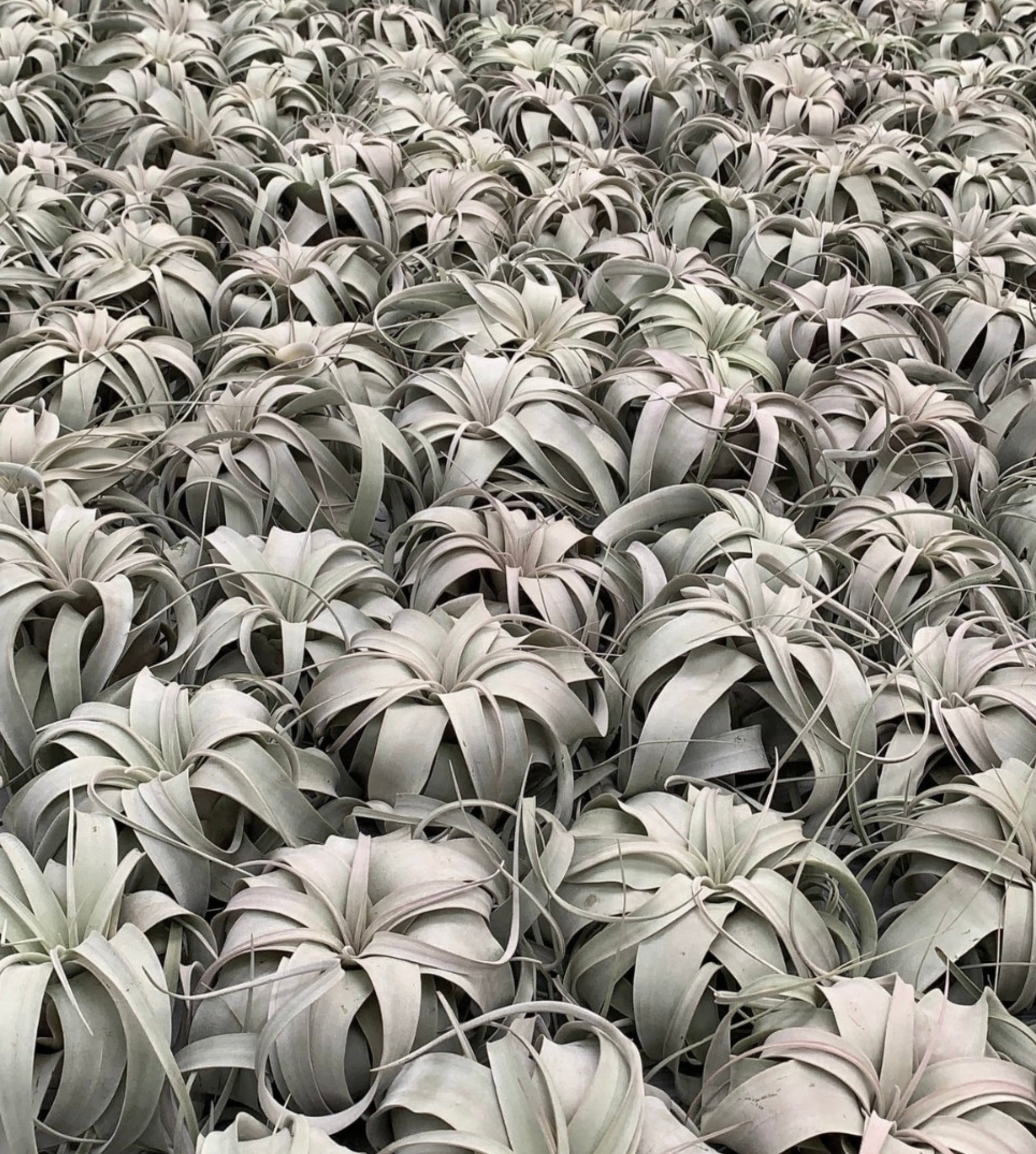 Tillandsia xerographica cluster with large, curly, silvery-gray succulent leaves and thin curling tips