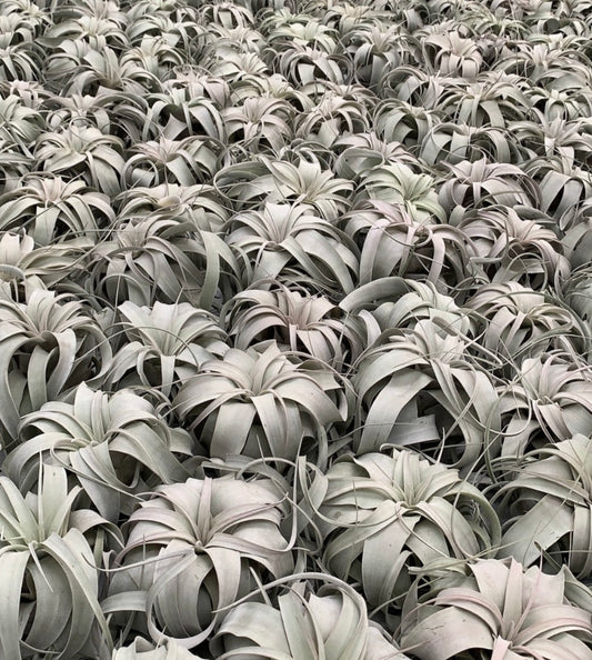 Tillandsia xerographica cluster with large, curly, silvery-gray succulent leaves and thin curling tips