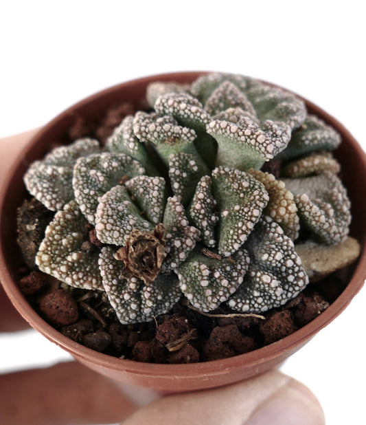 Titanopsis calcarea DARK FORM M55