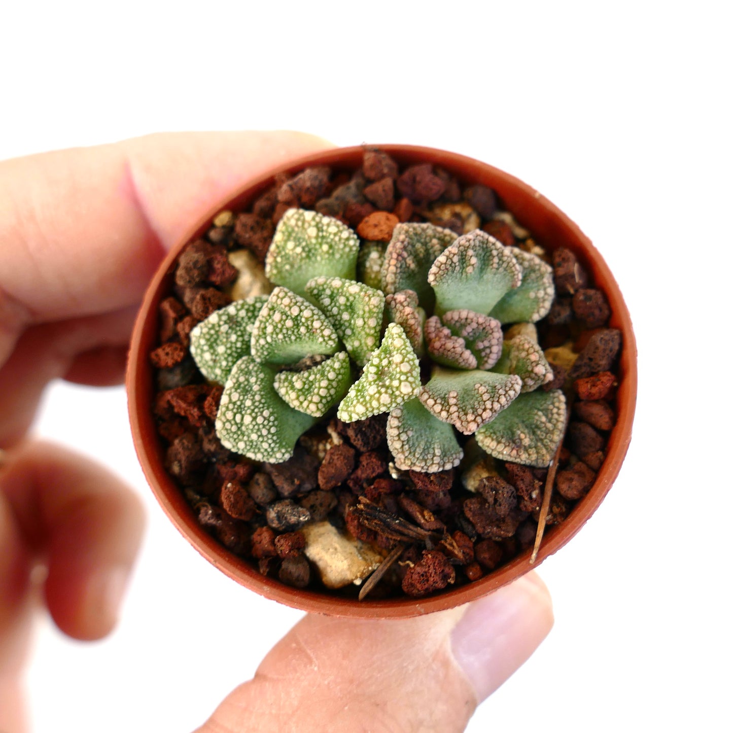 Titanopsis calcarea 2 heads GREEN FORM QR61