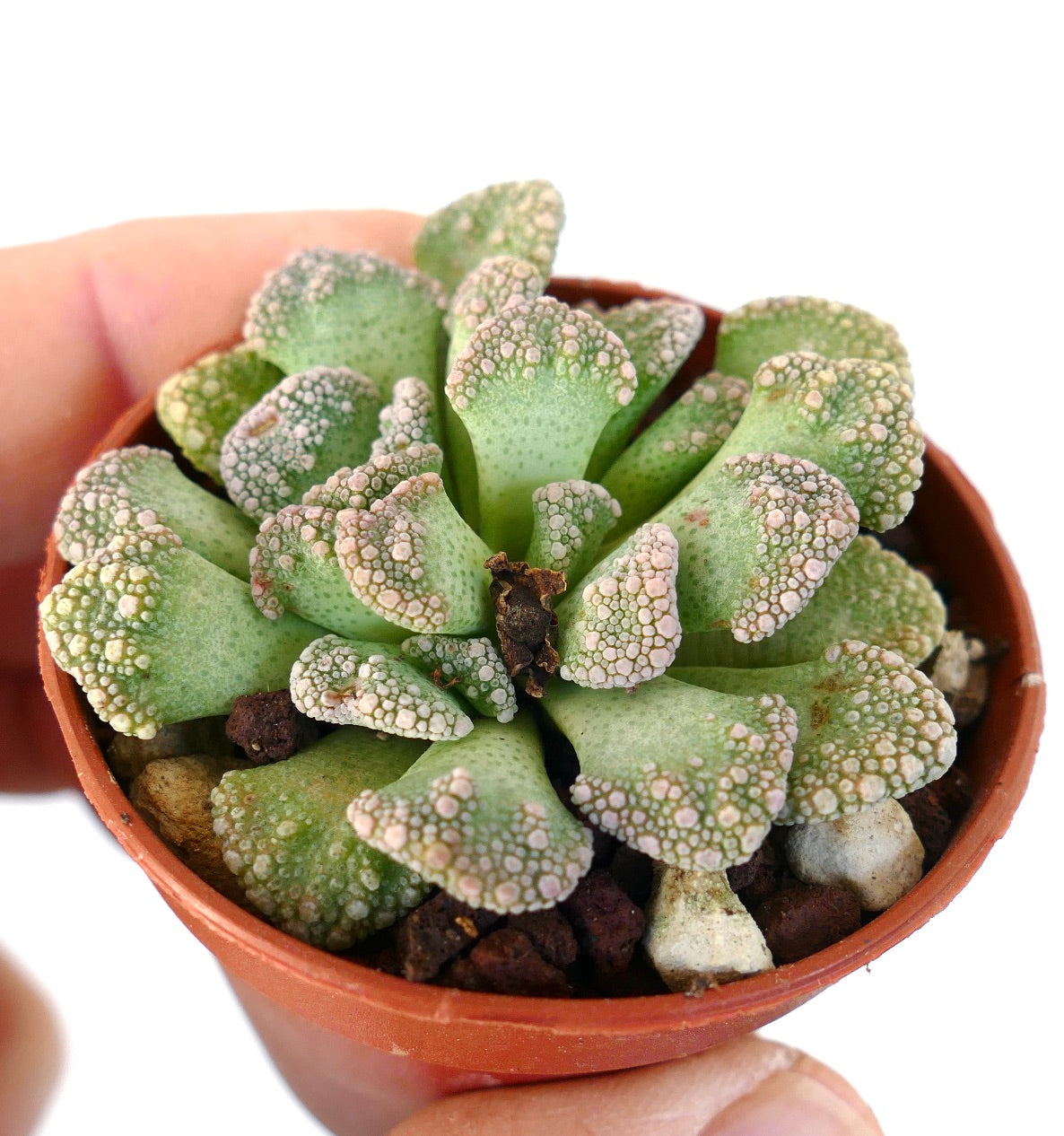 Titanopsis calcarea GREEN FORM VV2