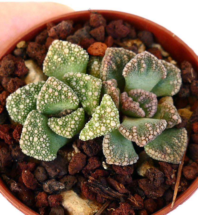 Titanopsis calcarea 2 heads GREEN FORM QR61