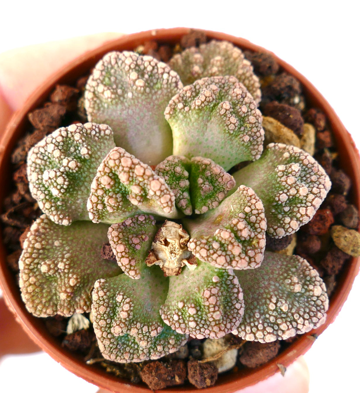 Titanopsis calcarea GREEN-PINK FORM J50