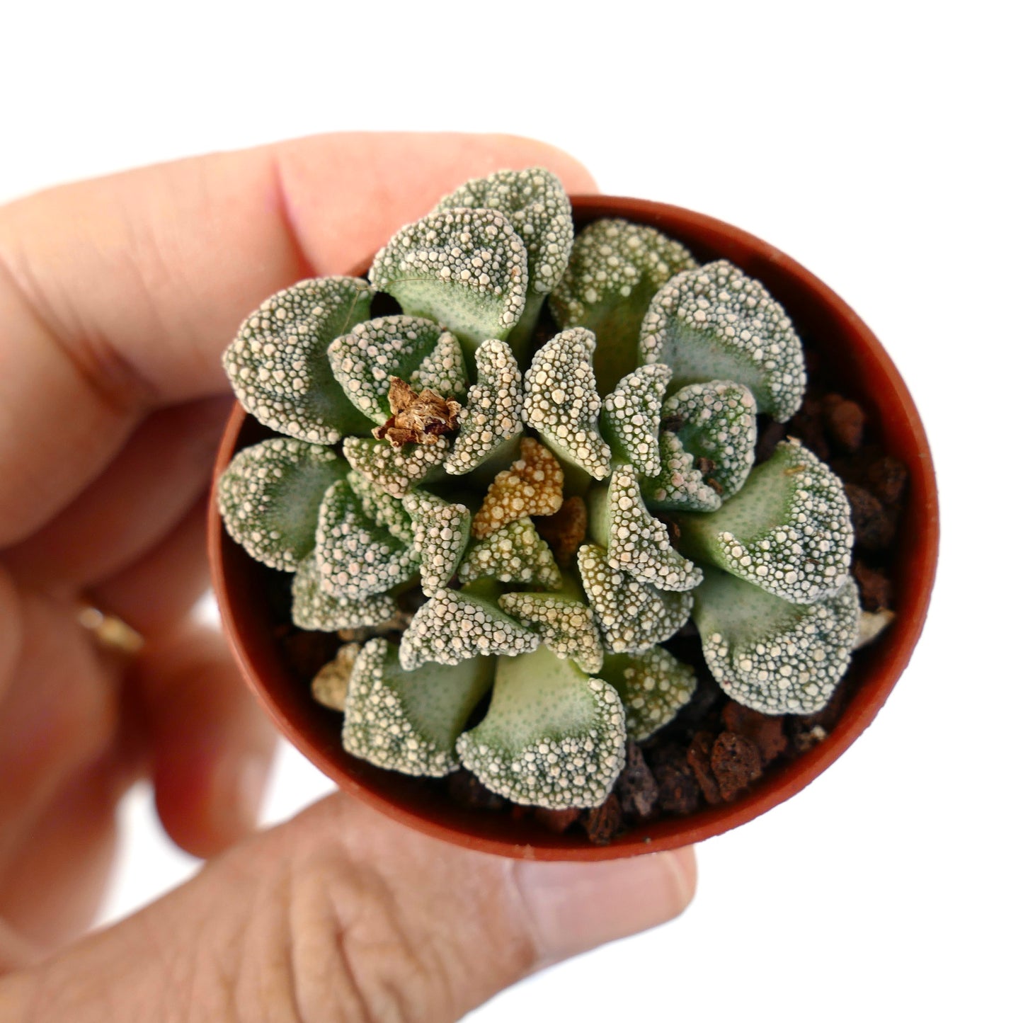 Titanopsis calcarea GREEN FORM AC5