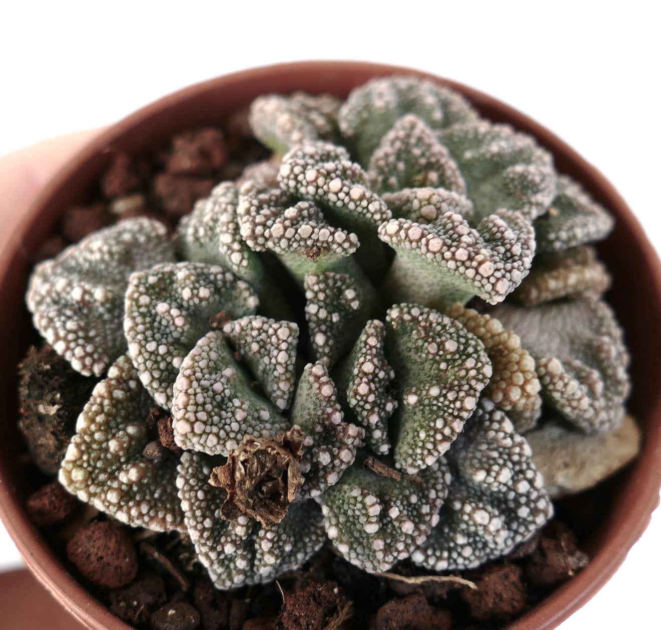 Titanopsis calcarea DARK FORM M55