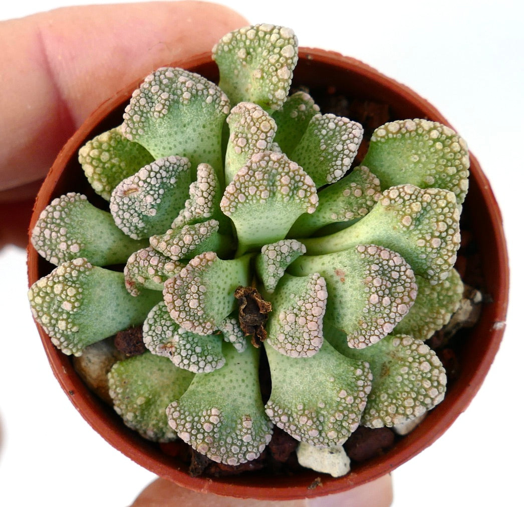 Titanopsis calcarea succulent with textured, bumpy green leaves and pinkish-white tubercles in small pot