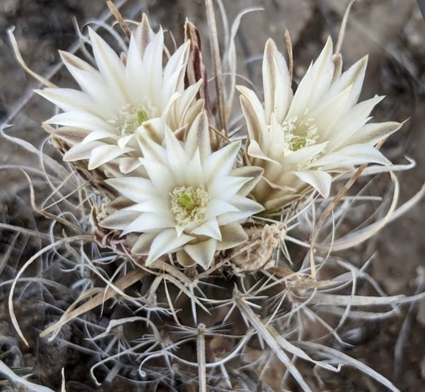 Cactus Toumeya papyracantha con delicadas flores blancas y espinas afiladas en suelo desértico