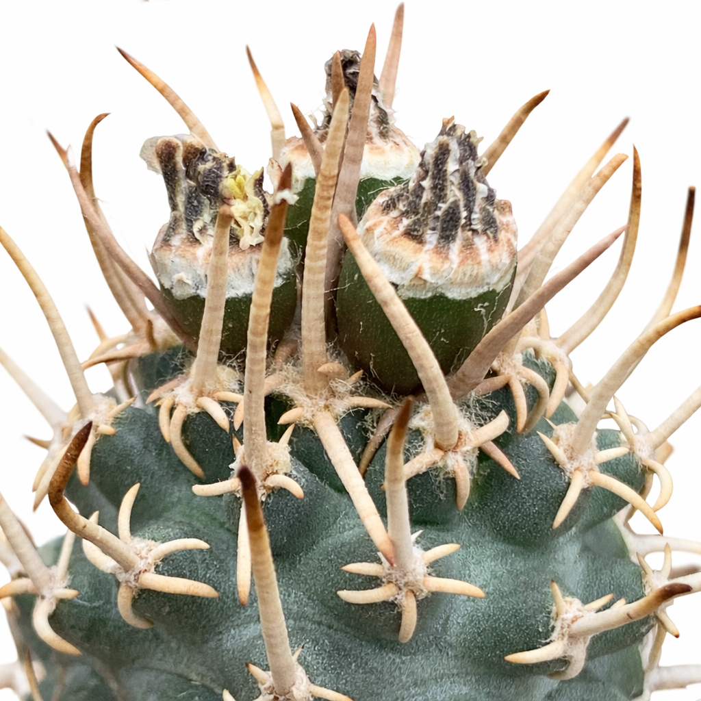 長いベージュの棘と緑色の質感のあるボディを持つトウメヤ・パピラカンサ多肉質サボテン