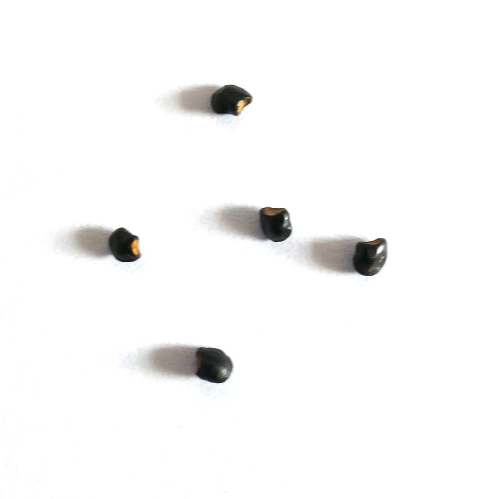 白い背景にトウメヤ・パピラカンサ小型黒サボテンの種