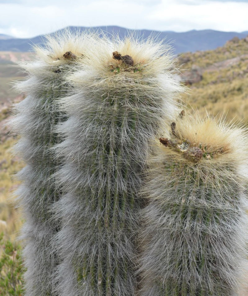 Trichocereus bertramianus (cerro Comanche Bolivia)