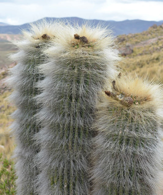 Trichocereus bertramianus (cerro Comanche Bolivia)