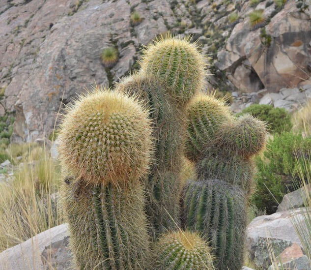 Trichocereus bertramianus (cerro Comanche Bolivia)