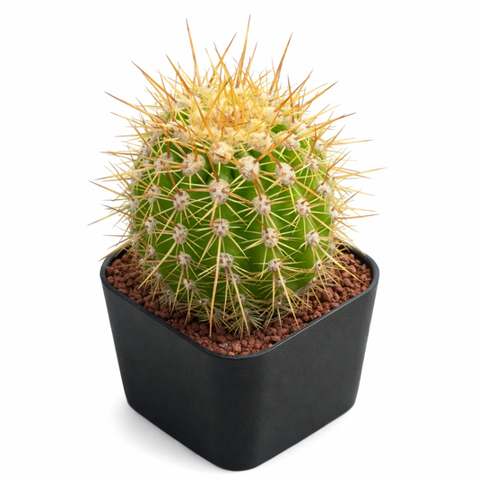 بذور تريكوكيريوس بوليفيينس