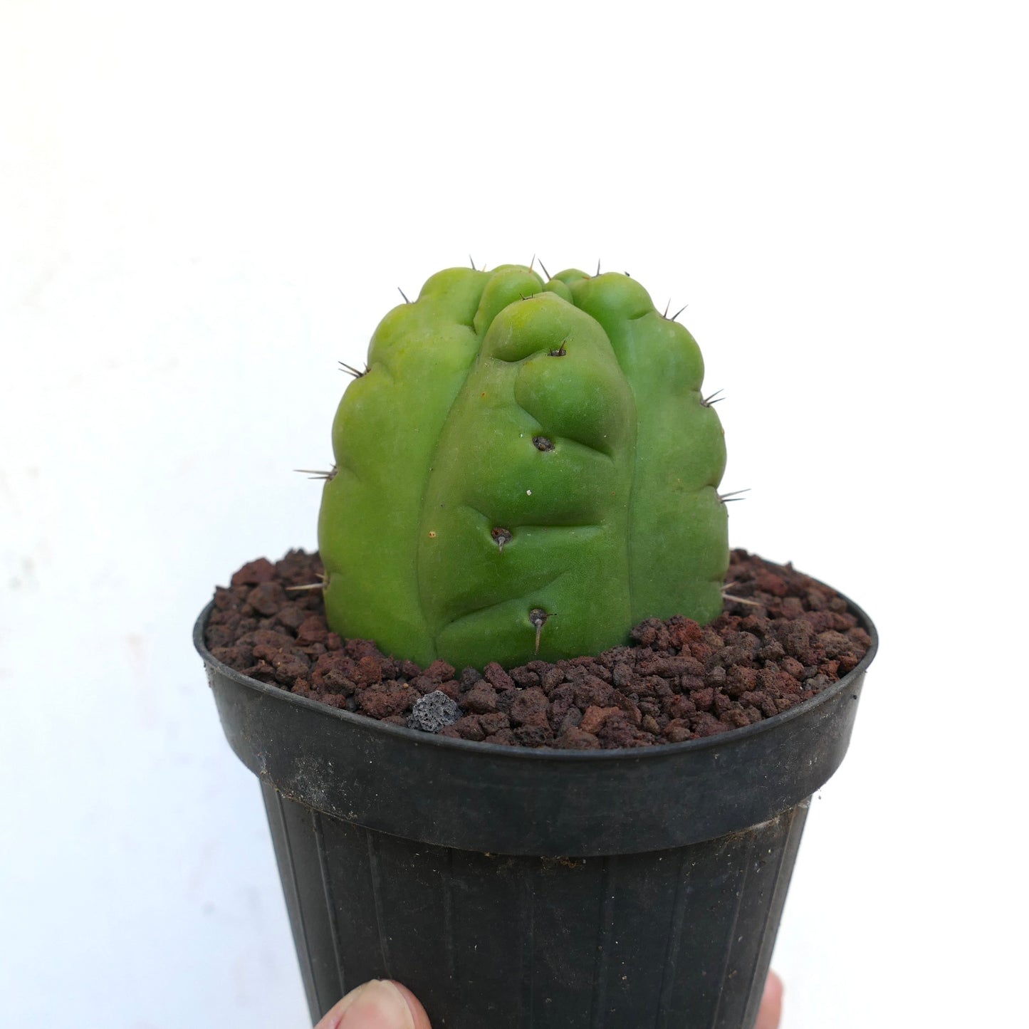 Trichocereus pachanoi FORM KIKKO 65