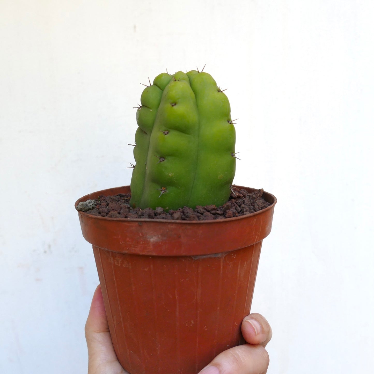 Trichocereus pachanoi FORM KIKKO 15