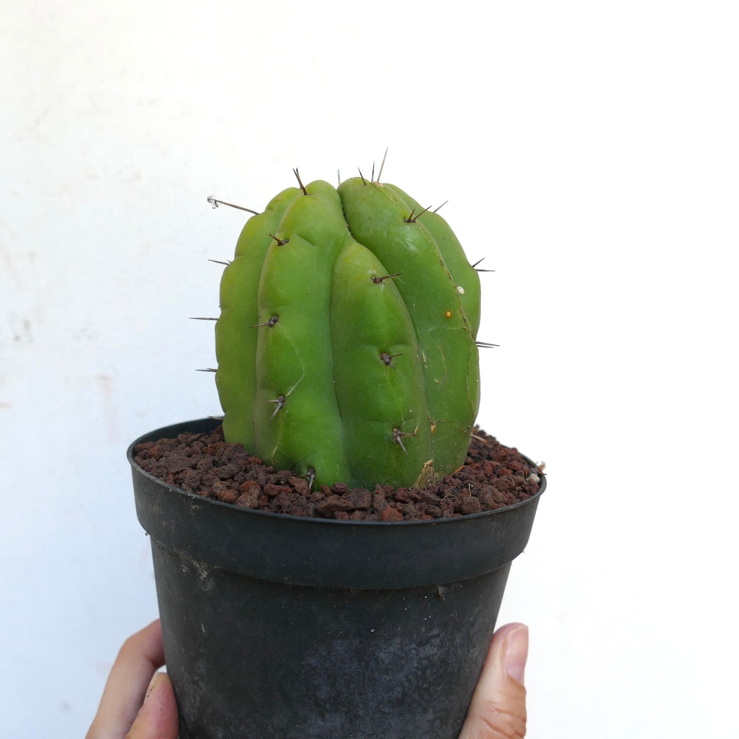 Trichocereus pachanoi FORM KIKKO X6