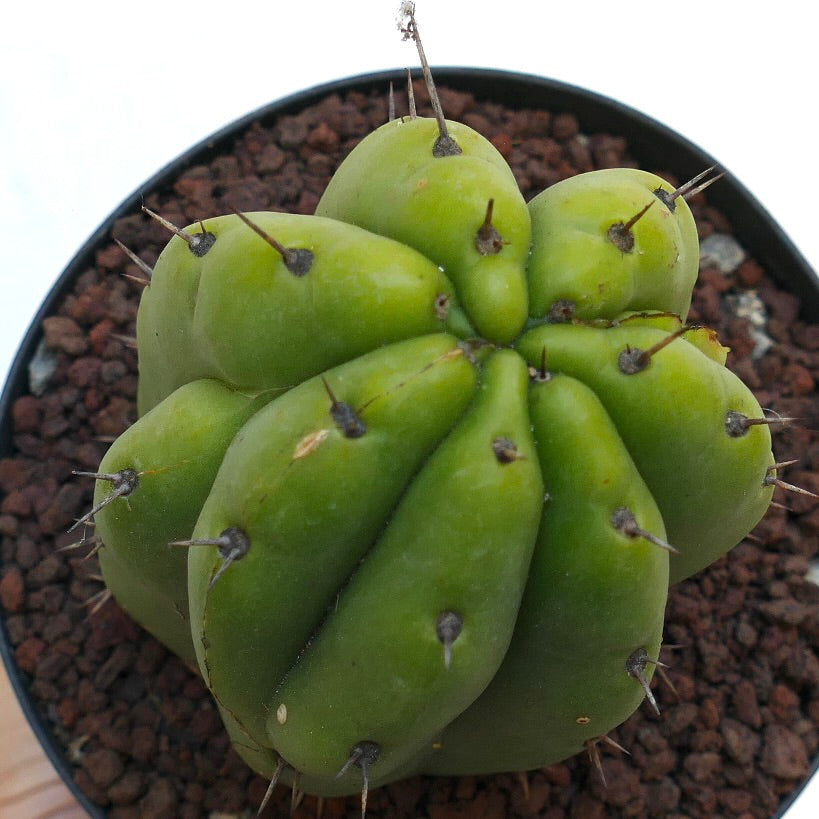 Trichocereus pachanoi FORM KIKKO X6