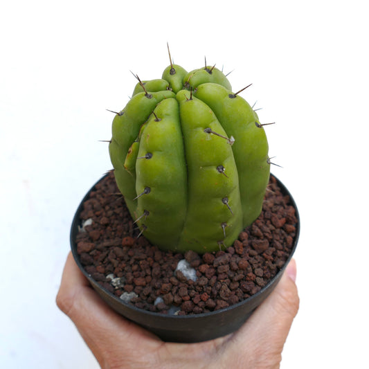 Trichocereus pachanoi FORM KIKKO X6