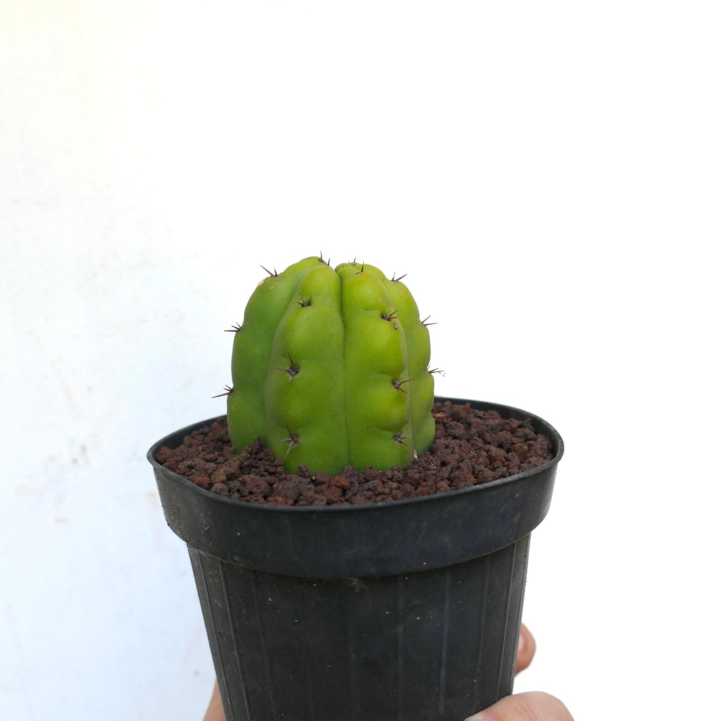 Trichocereus pachanoi FORM KIKKO KK710