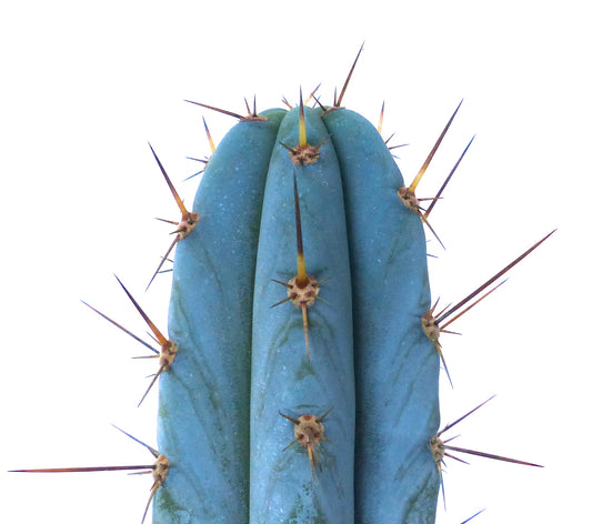 Trichocereus pachanoi BLUE FORM SEEDS