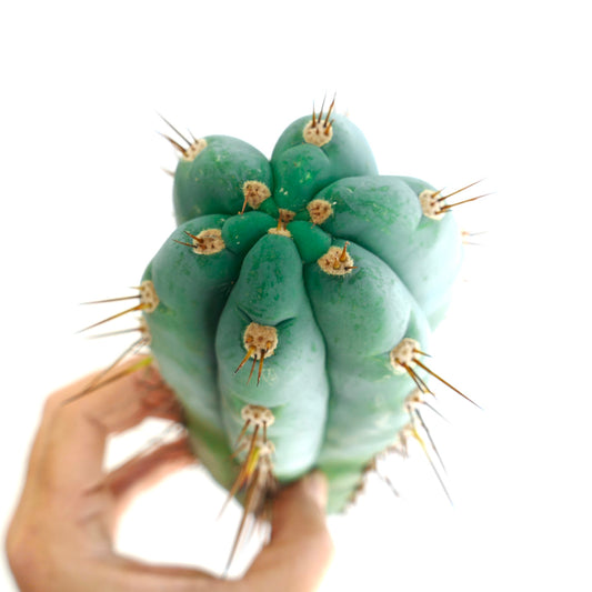 Trichocereus pachanoi succulent cactus with thick blue-green ribs and sharp spines