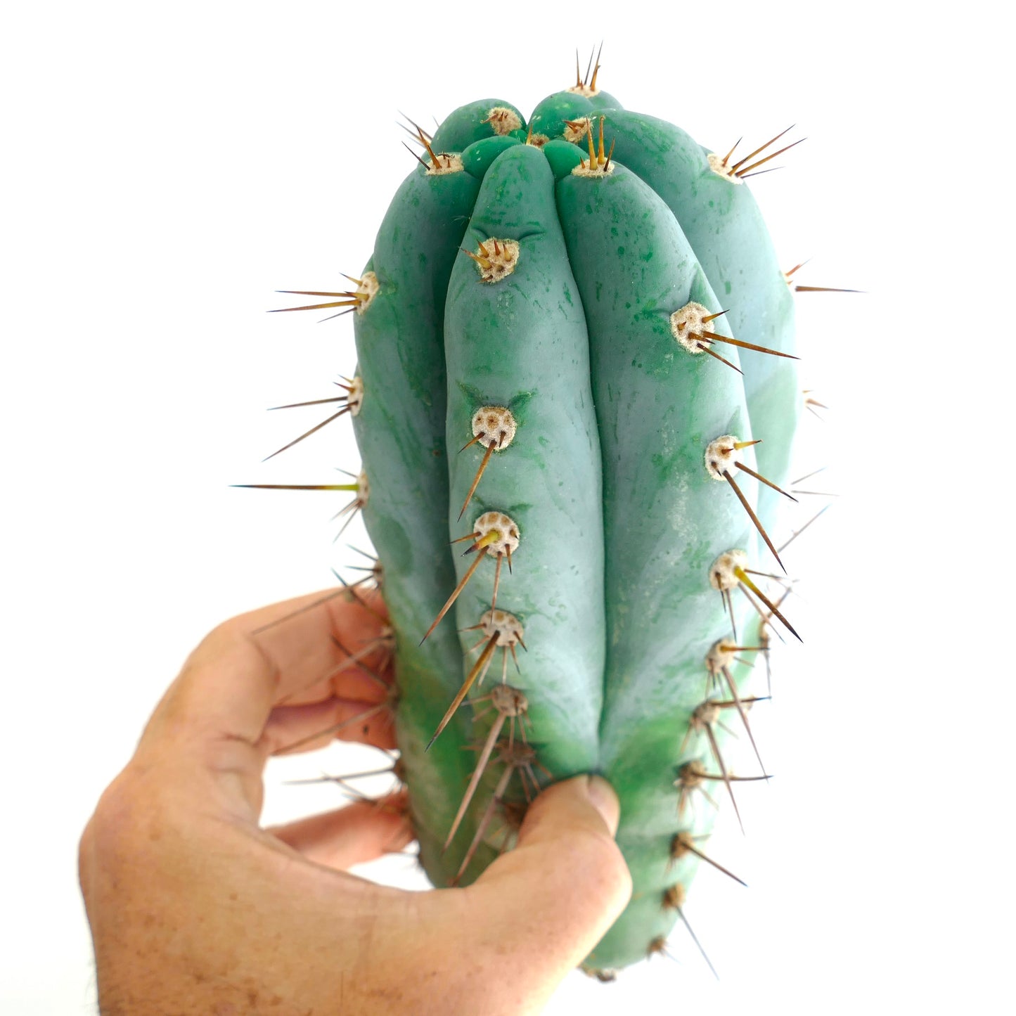 Trichocereus pachanoi succulent cactus with thick blue-green ribs and long spines