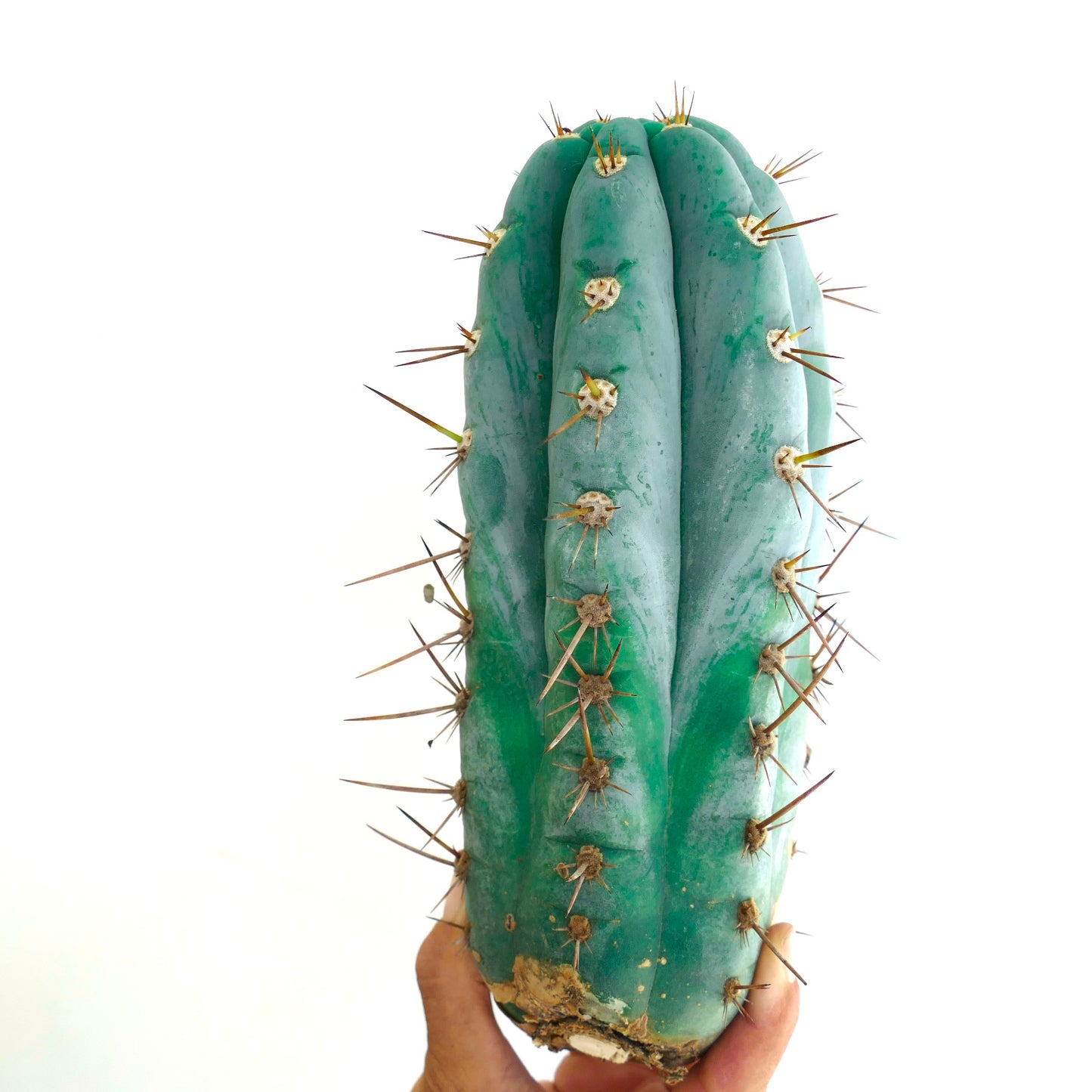 Trichocereus pachanoi succulent cactus with blue-green ribs and long sharp spines