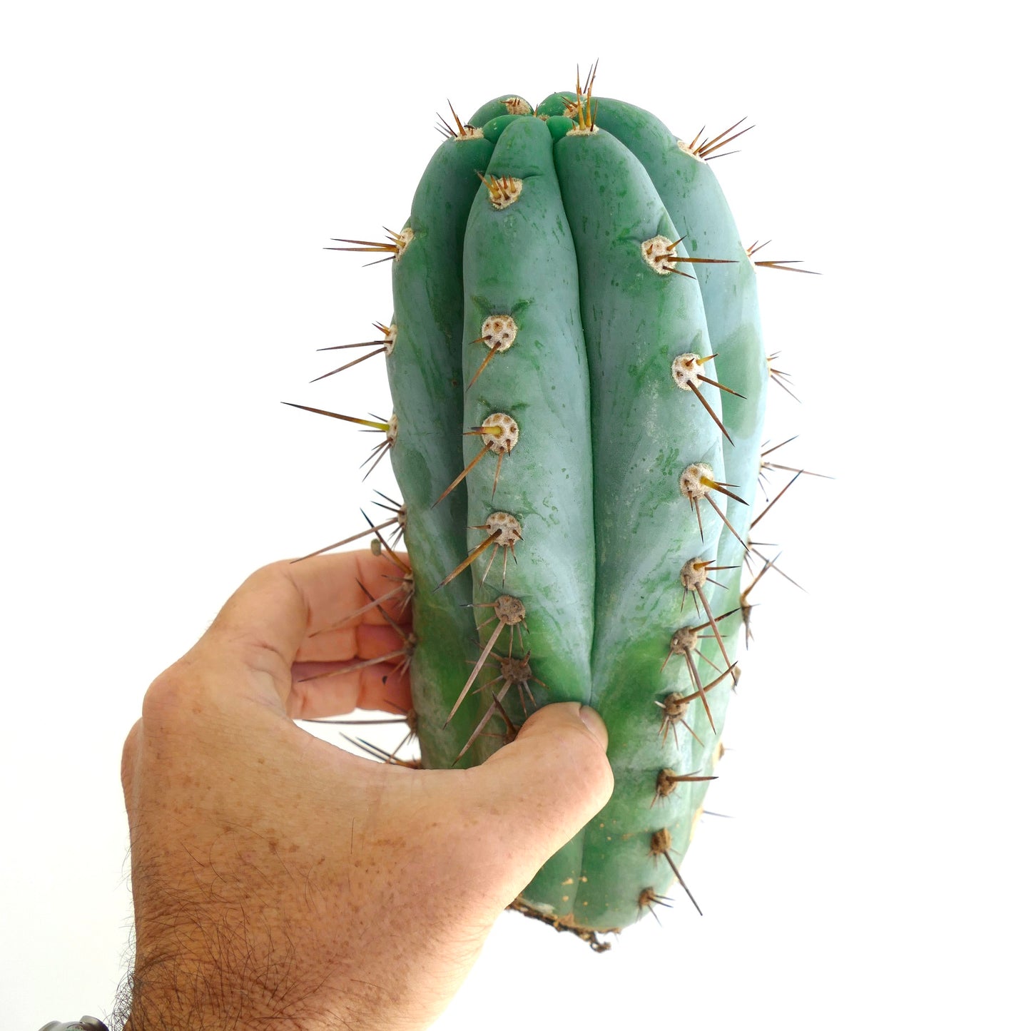 Trichocereus pachanoi succulent cactus with blue-green ribs and sharp spines held by hand