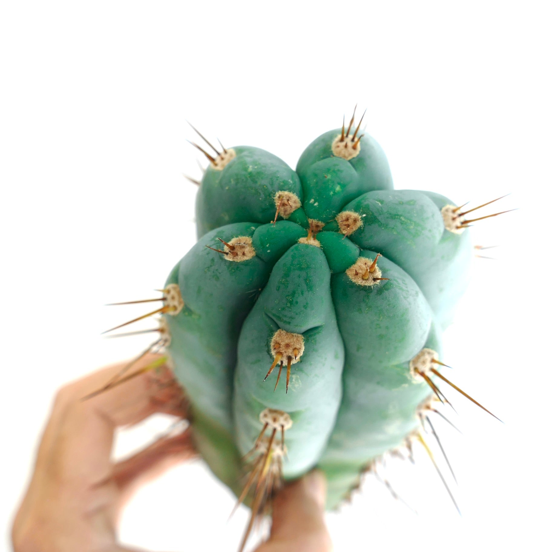 Trichocereus pachanoi succulent cactus with bluish-green ribs and sharp long spines