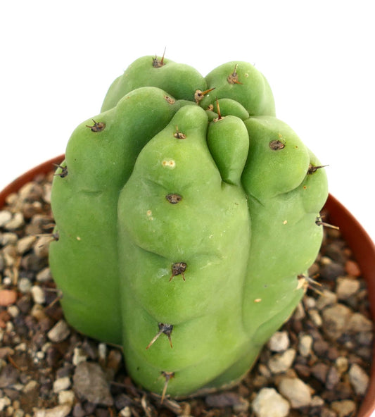 Trichocereus pachanoi FORM KIKKO