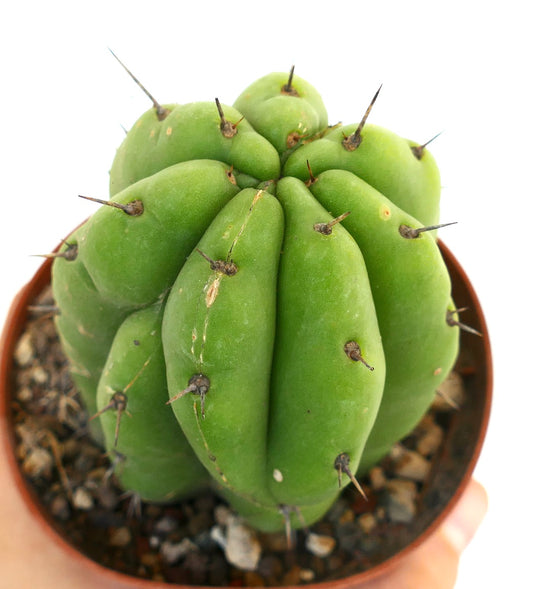 Trichocereus pachanoi FORM KIKKO