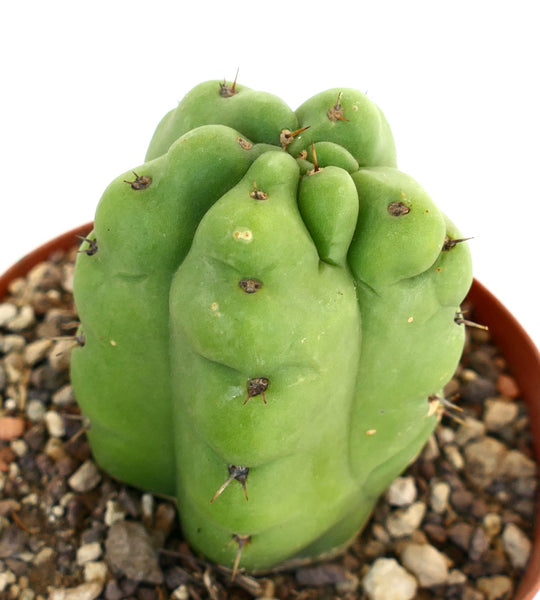 ドリパケナノ トリコケレウス・パチャノイ | Botanical Archive | コレクションを探る