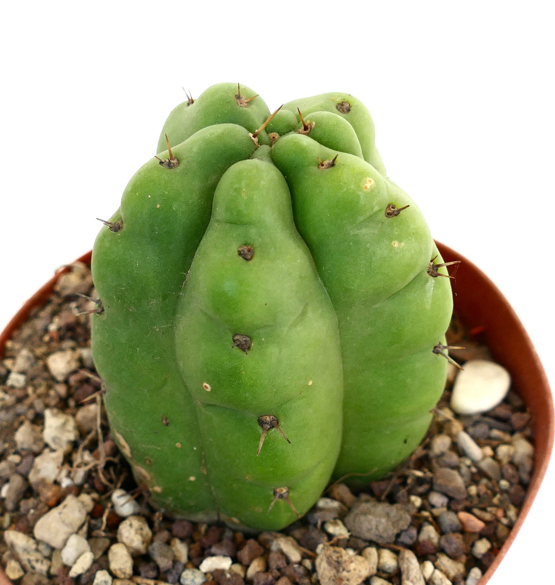 Trichocereus pachanoi FORM KIKKO