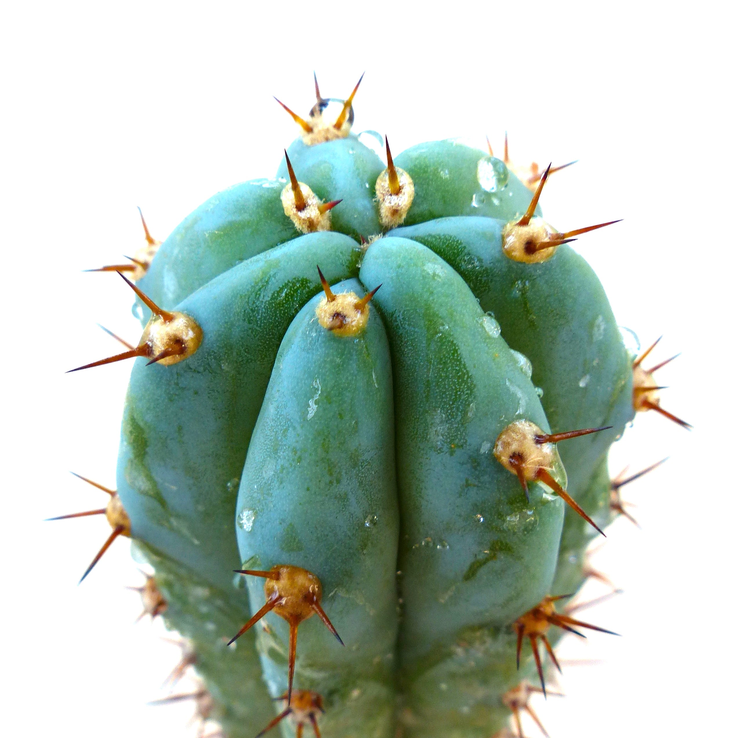 Products Archive Page 28 | Botanical Archive