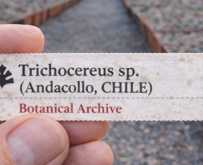Trykt planteetikett for Trichocereus sp. Andacollo Chile-frø holdt mellom fingrene