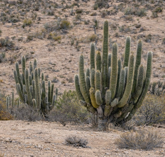Trichocereus sp. tall columnar cactus with multiple green ribbed stems and spines