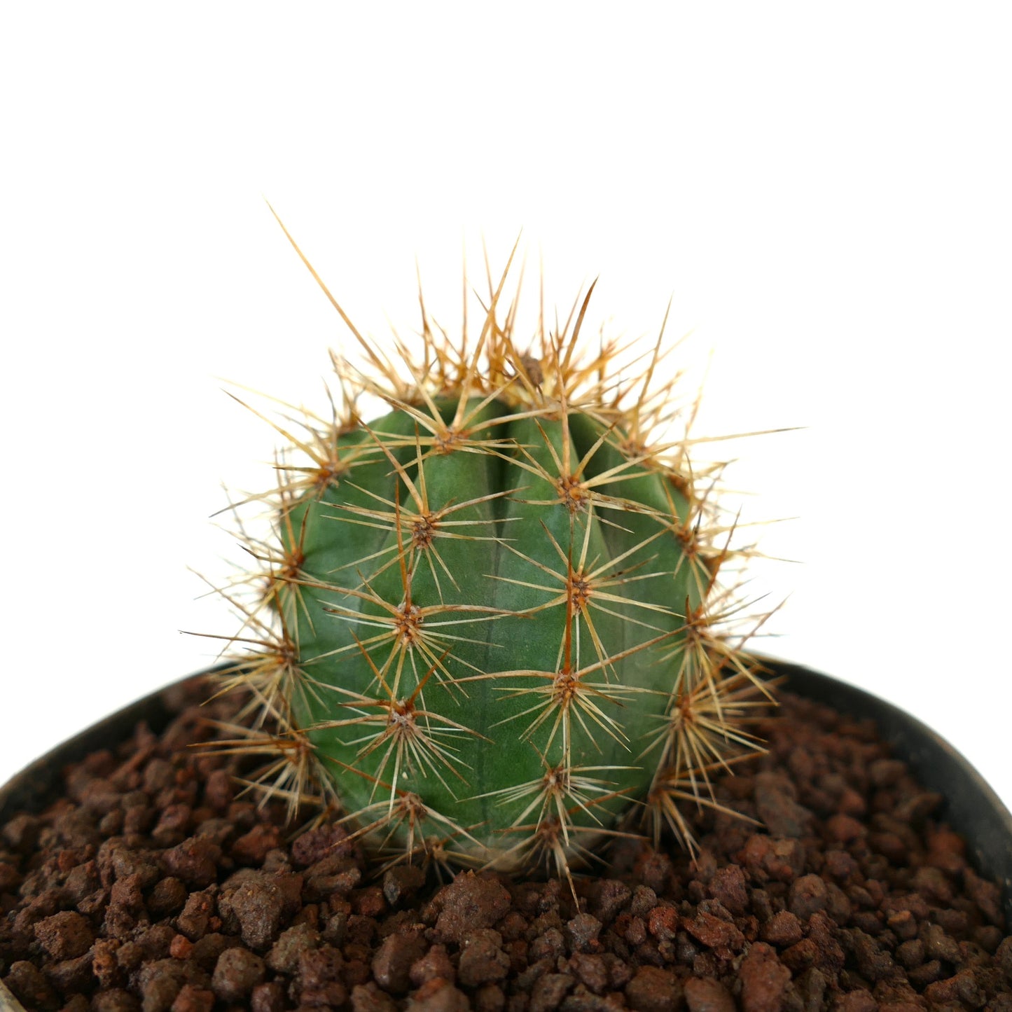 Trichocereus terscheckii