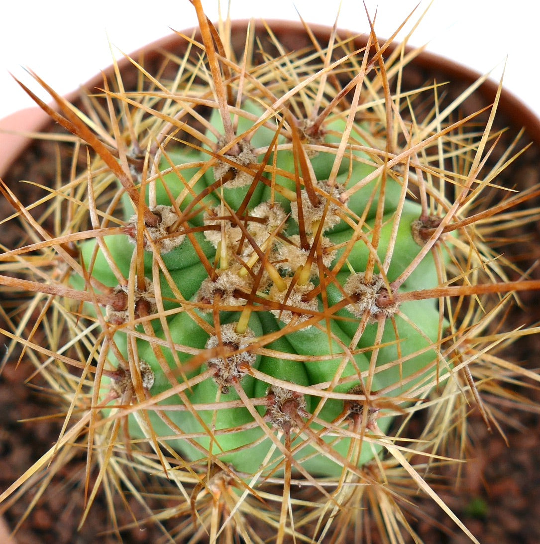 Trichocereus terscheckii | Botanical Archive
