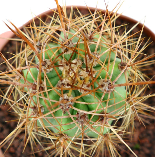 Trichocereus terscheckii